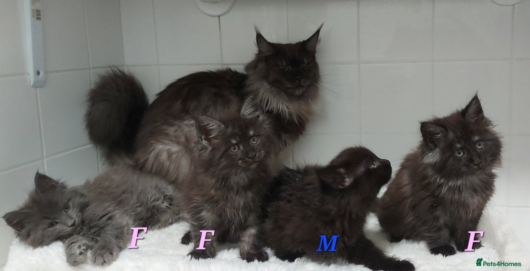 Maine Coon cats for sale: Beautiful big maine Coon babies  - Advert 3