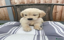 Golden Retriever dogs for sale: KC REGISTERED ®️ GOLDEN RETRIEVER PUPPIES 🐶 ❤️ - Image 28