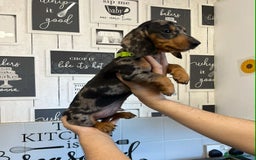 Miniature Dachshund dogs for sale: Beautiful dachshund Merle puppies male & female - Image 5