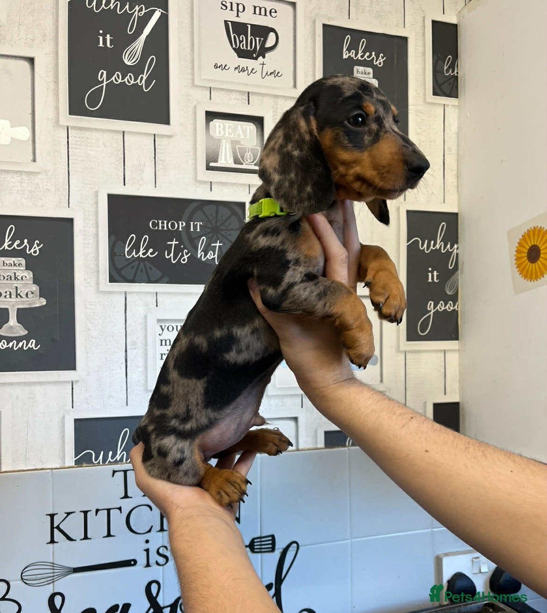 Miniature Dachshund dogs for sale: Beautiful dachshund Merle puppies male & female - Image 5