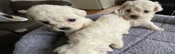 Bichon Frise dogs for sale: Bichon Firse in NORTHERN IRELAND - Advert 2