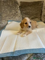 Cockapoo dogs Beautiful Cockapoo pups - Advert 14