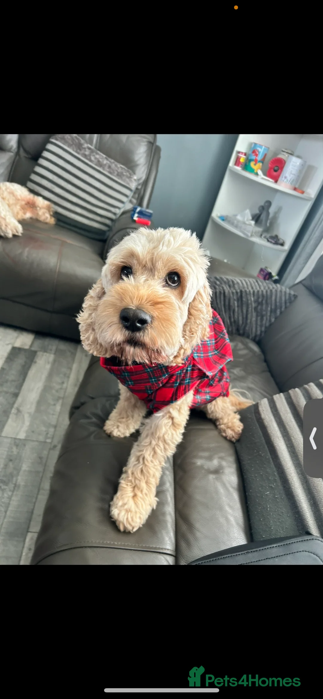 Cockapoo dogs for sale: Are 8 cockapoo - Advert 1