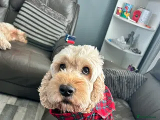 Cockapoo dogs Are 8 cockapoo - Advert 1