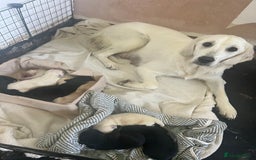 Goldador dogs for sale: Puppies- Goldadors (Golden retriever) (Labrador)  - Image 12