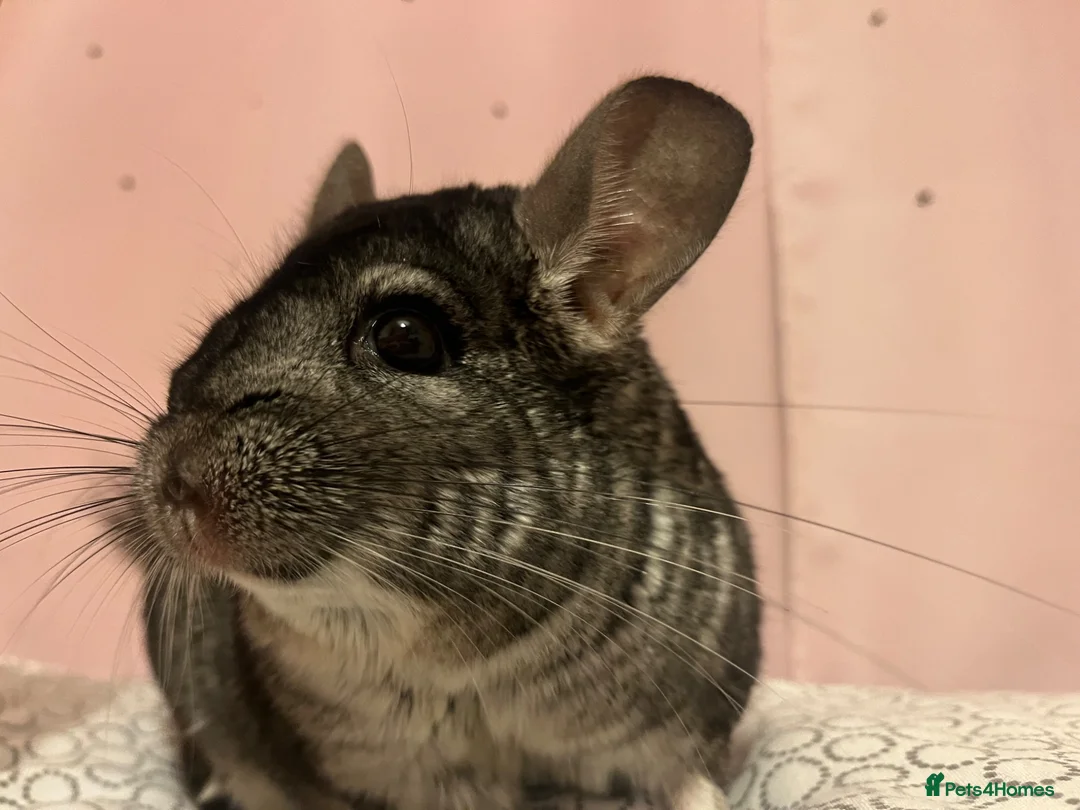 Chinchilla rodents for sale: Gentle grey male chinchilla (4yo) for sale. - Advert 2