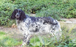 English Setter dogs for adoption: Kindra - Image 11