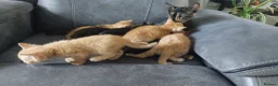 Mixed Breed cats for sale: Kittens ginger/black  - Advert 22