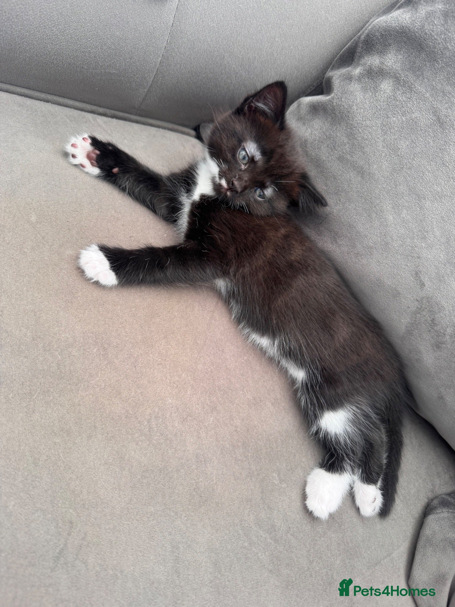 Mixed Breed cats Male kitten  - Advert 1