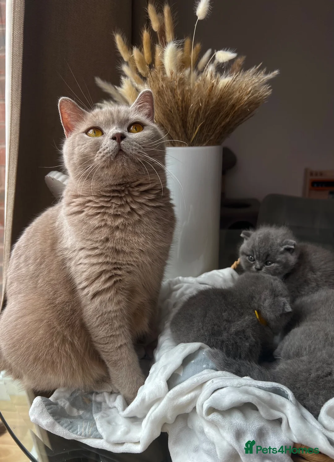 British Shorthair cats for sale:  💙 Beautiful Blue BS Kittens 1 Boy & 4 Girls 💗 in Taunton - Advert 40