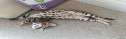 Bengal cats for sale: Cuddly and beautiful pedigree bengal kittens - Advert 26