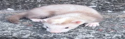 Ferret rodents for sale: Part Angora hob ferret new pic and video added - Advert 16