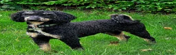 Miniature Poodle dogs for stud: Miniature Poodle KC Registered  - Advert 1
