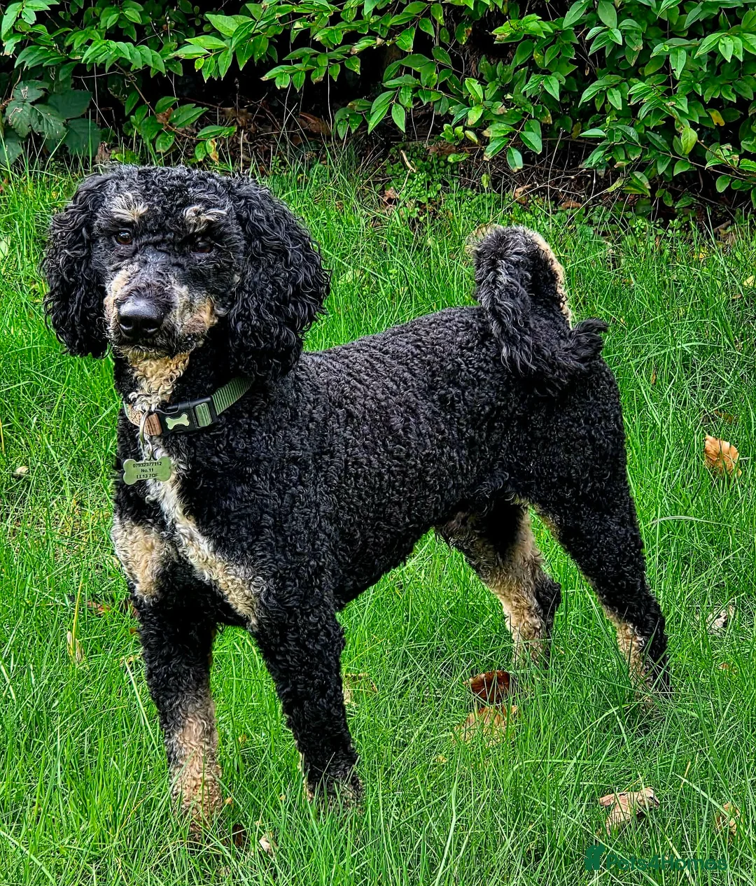 Miniature Poodle dogs for stud: Miniature Poodle KC Registered  - Advert 1