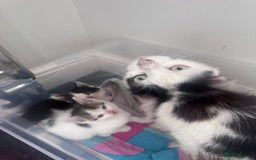 Mixed Breed cats for sale: Mix breed kittens  - Image 13