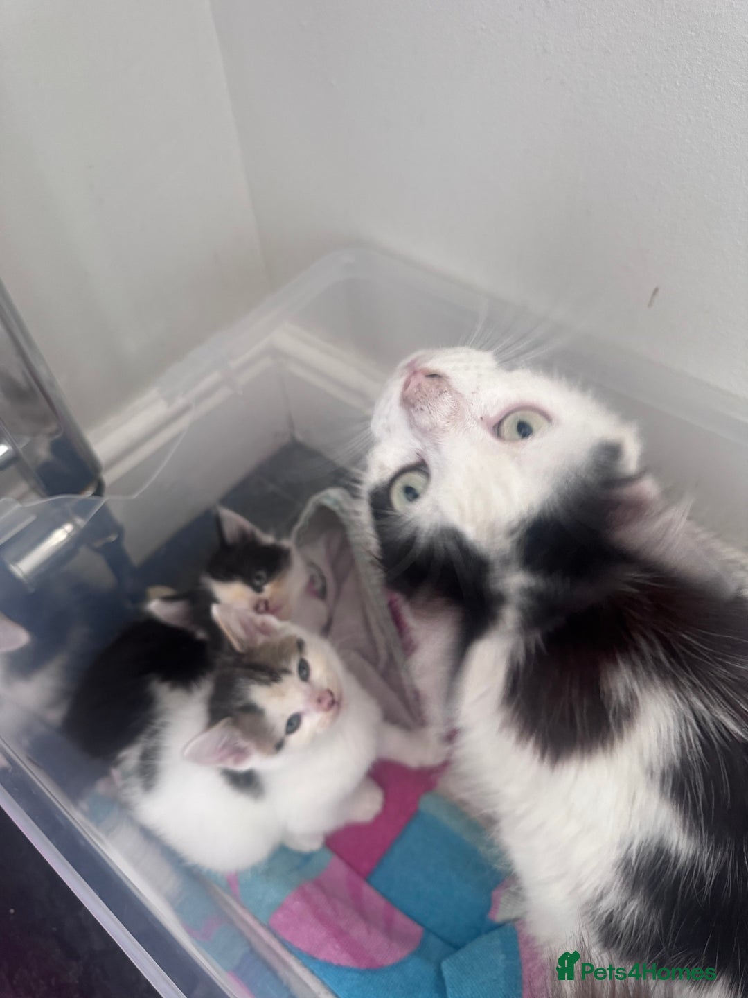 Mixed Breed cats for sale: Mix breed kittens  - Image 13