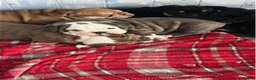 English Bulldog dogs for sale: Stunning English bulldog puppies  - Advert 3