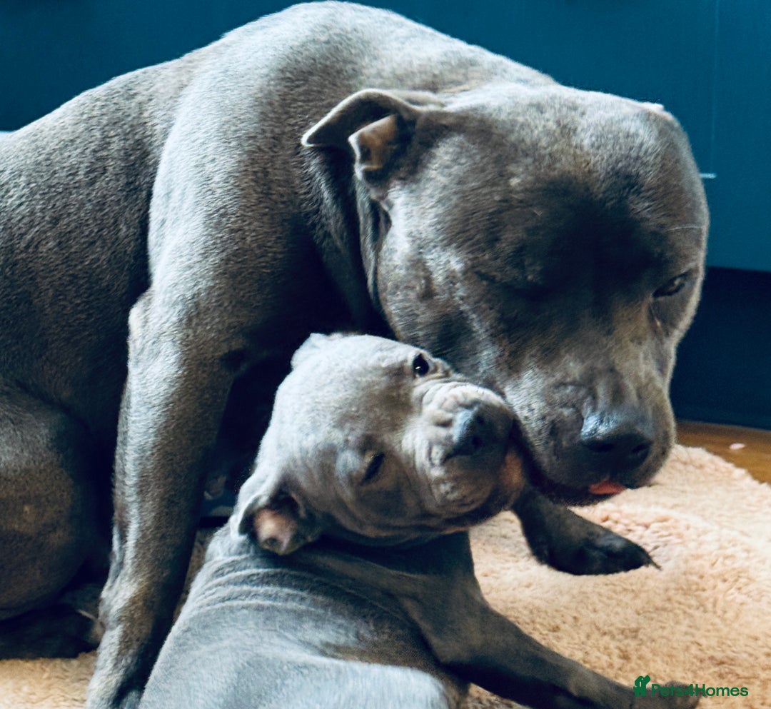 Staffordshire Bull Terrier dogs for sale: 🐾 Beautiful KC Fully Vaccinated Girl Available 🐾 in Peterborough - Image 25