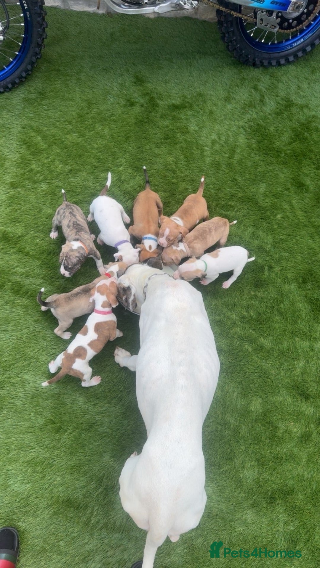 American Bulldog dogs for sale: American bull dogs  - Image 9