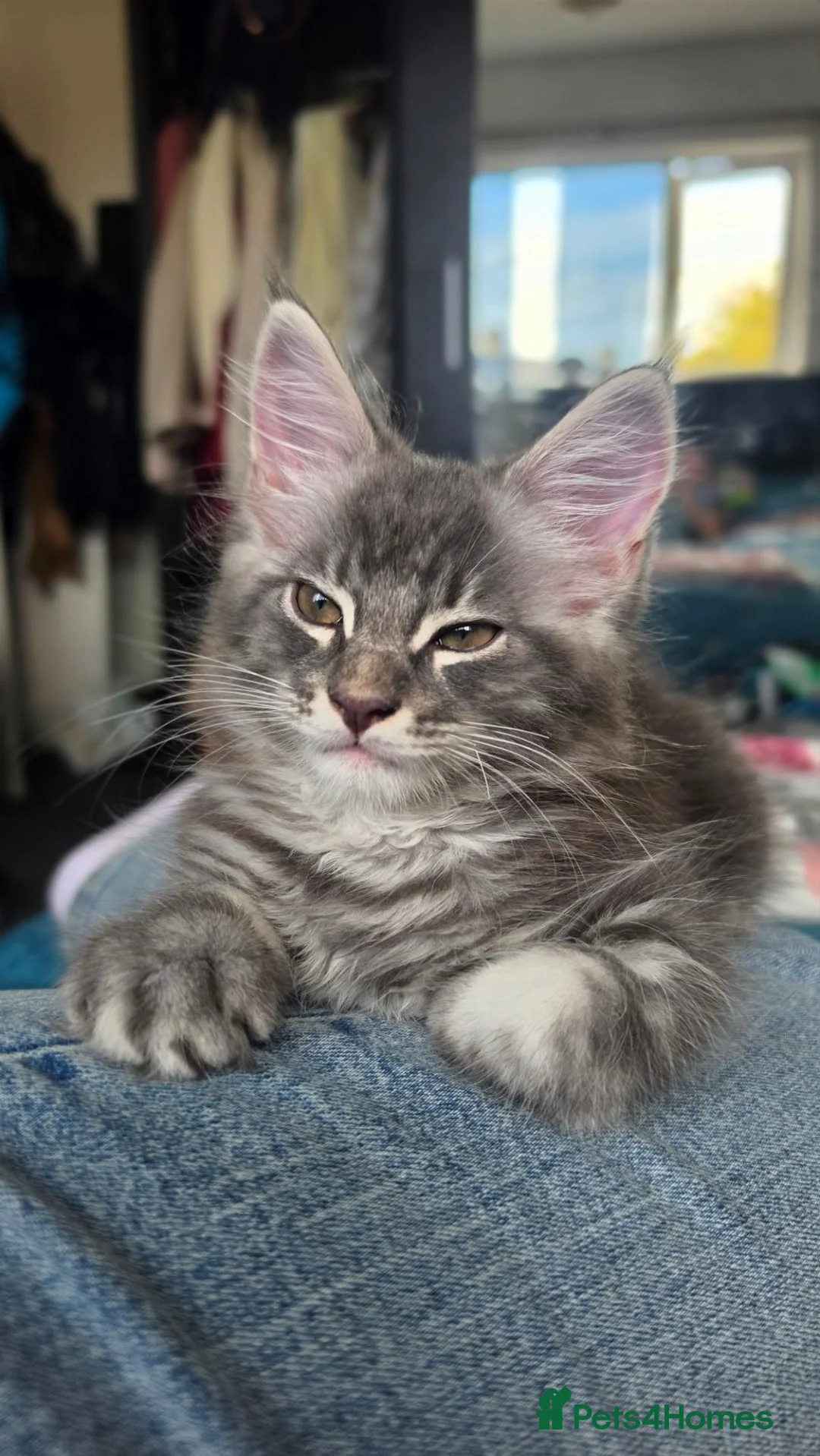 Maine Coon cats for sale: Beautiful Maine Coon boy  - Advert 1