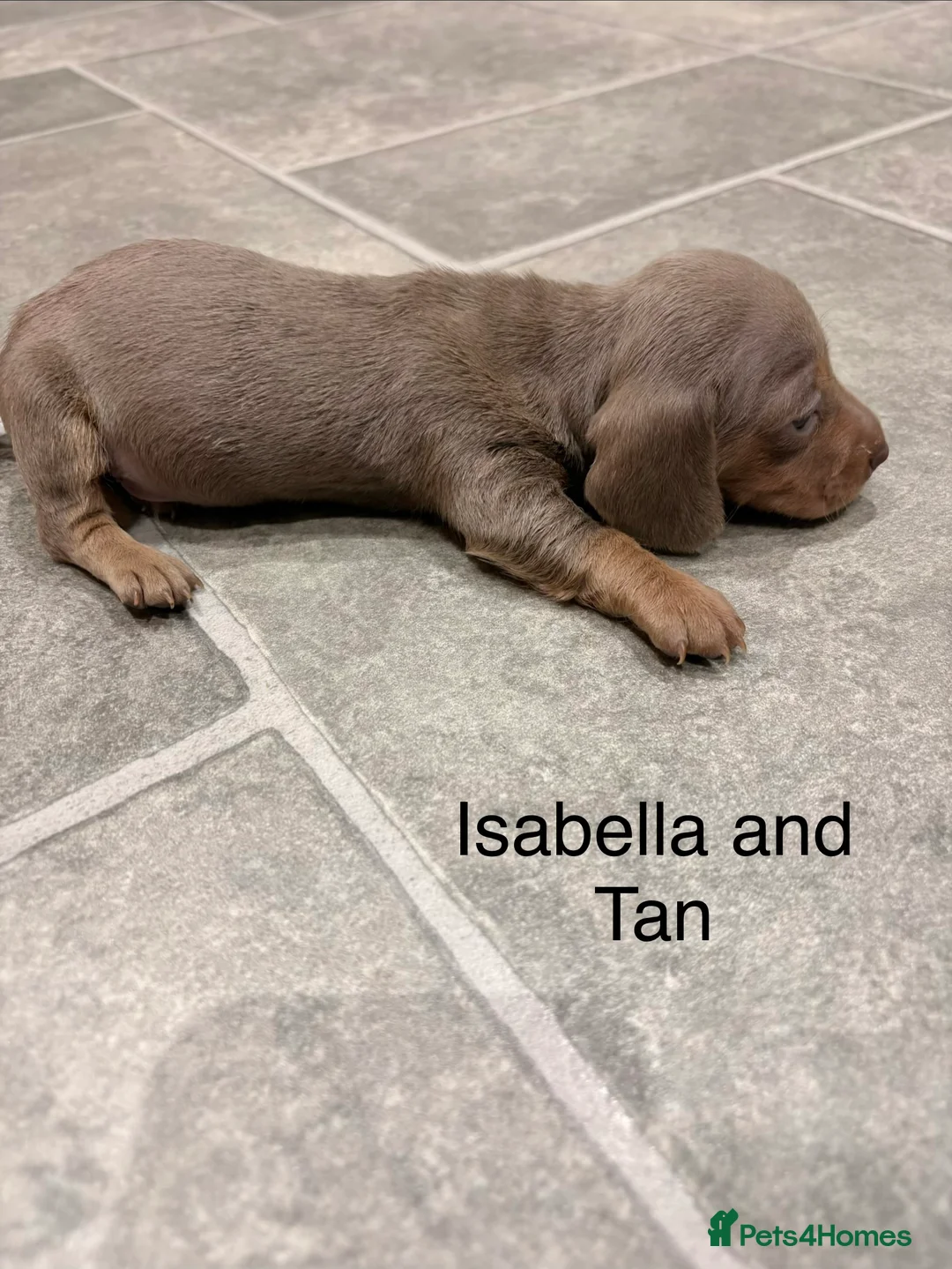 Miniature Dachshund dogs for sale: Stunning litter of Isabella miniature daschunds - Advert 7