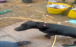 Labrador Retriever dogs for sale: Show type Labrador girl looking for forever home - Image 3