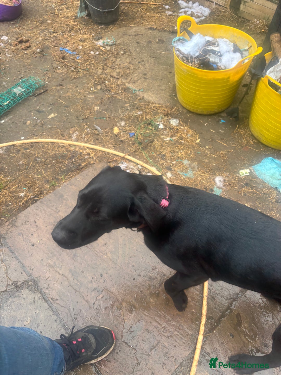 Labrador Retriever dogs for sale: Show type Labrador girl looking for forever home - Image 3