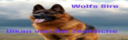German Shepherd dogs for stud: KC Registered German Shepherd Stud in Stafford - Advert 11