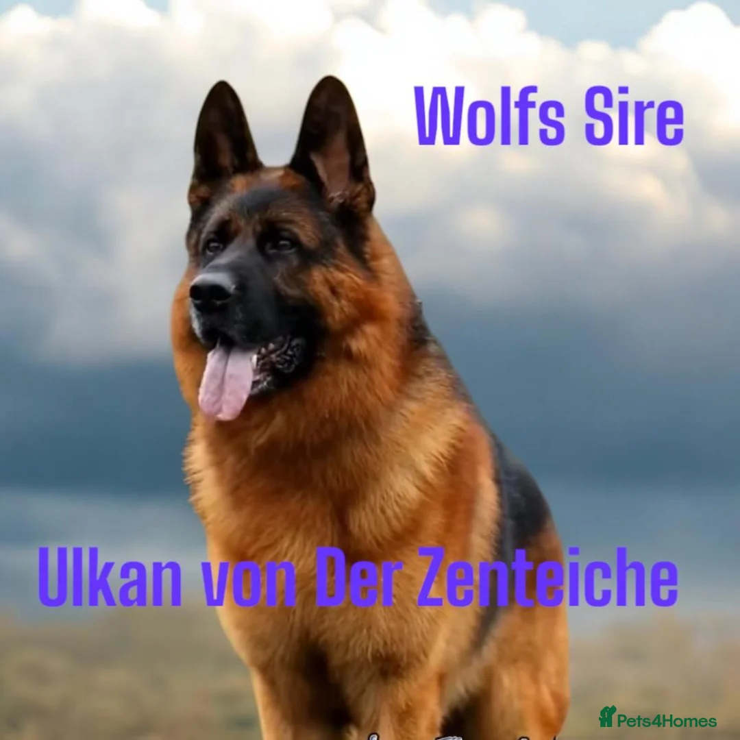 German Shepherd dogs for stud: KC Registered German Shepherd Stud in Stafford - Advert 11