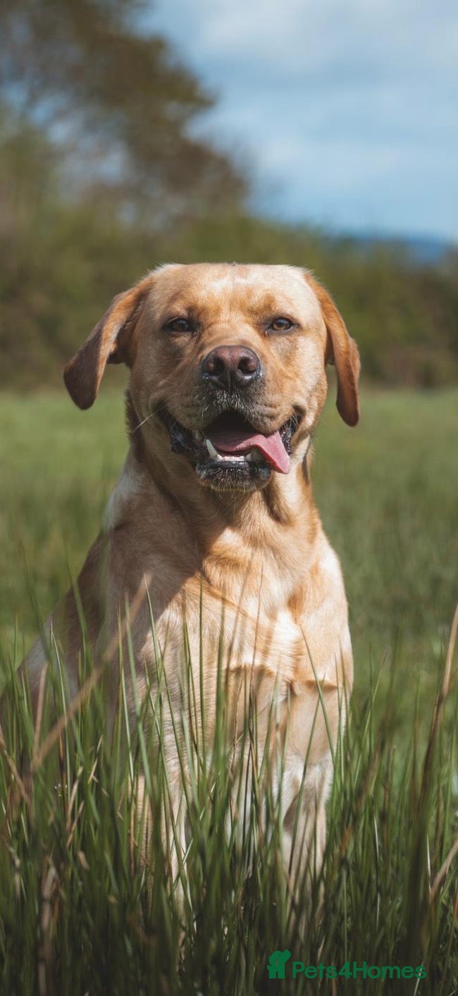 Labrador Retriever dogs Golden Labrador Stud – 3 Years Old - Advert 3