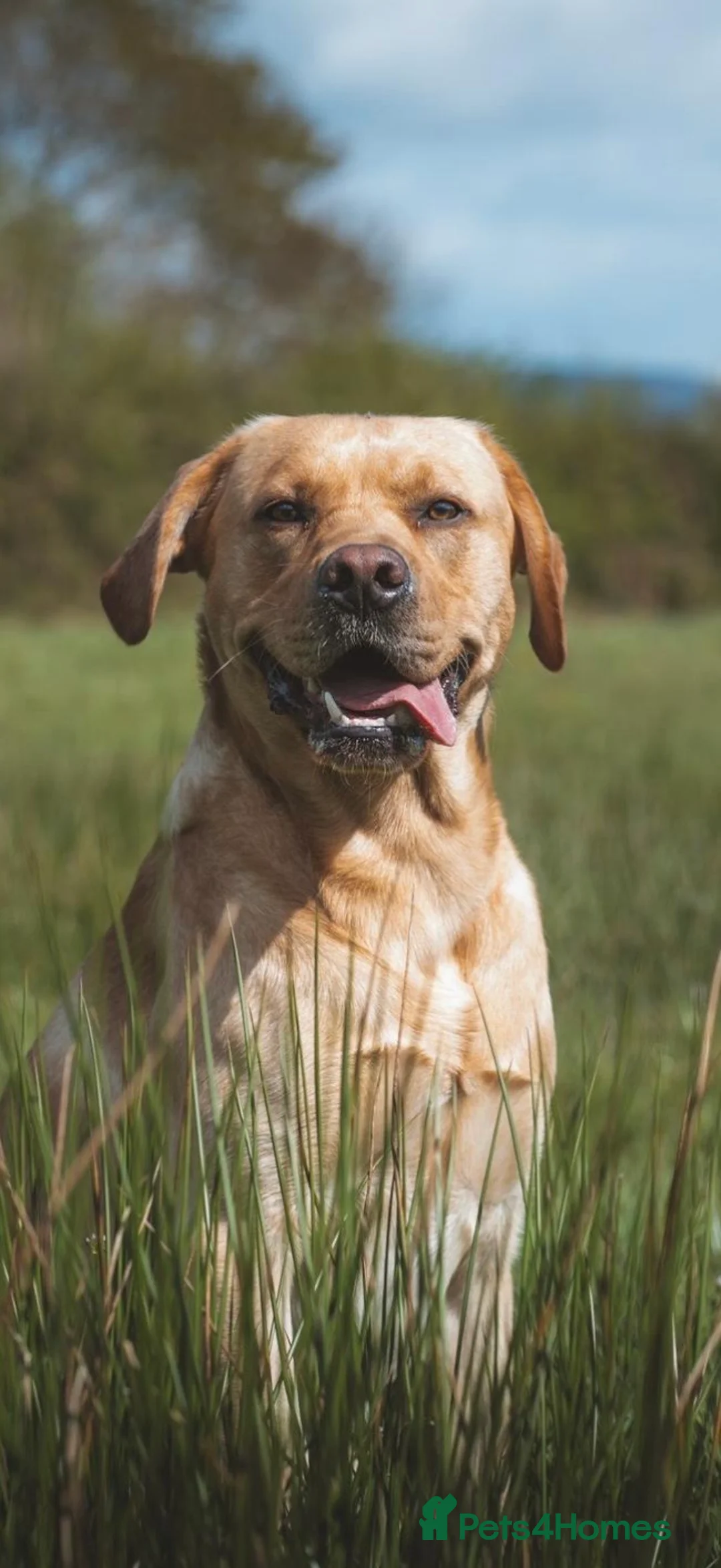 Labrador Retriever dogs for stud: Golden Labrador Stud – 3 Years Old - Advert 1