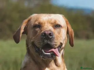 Labrador Retriever dogs Golden Labrador Stud – 3 Years Old - Advert 3