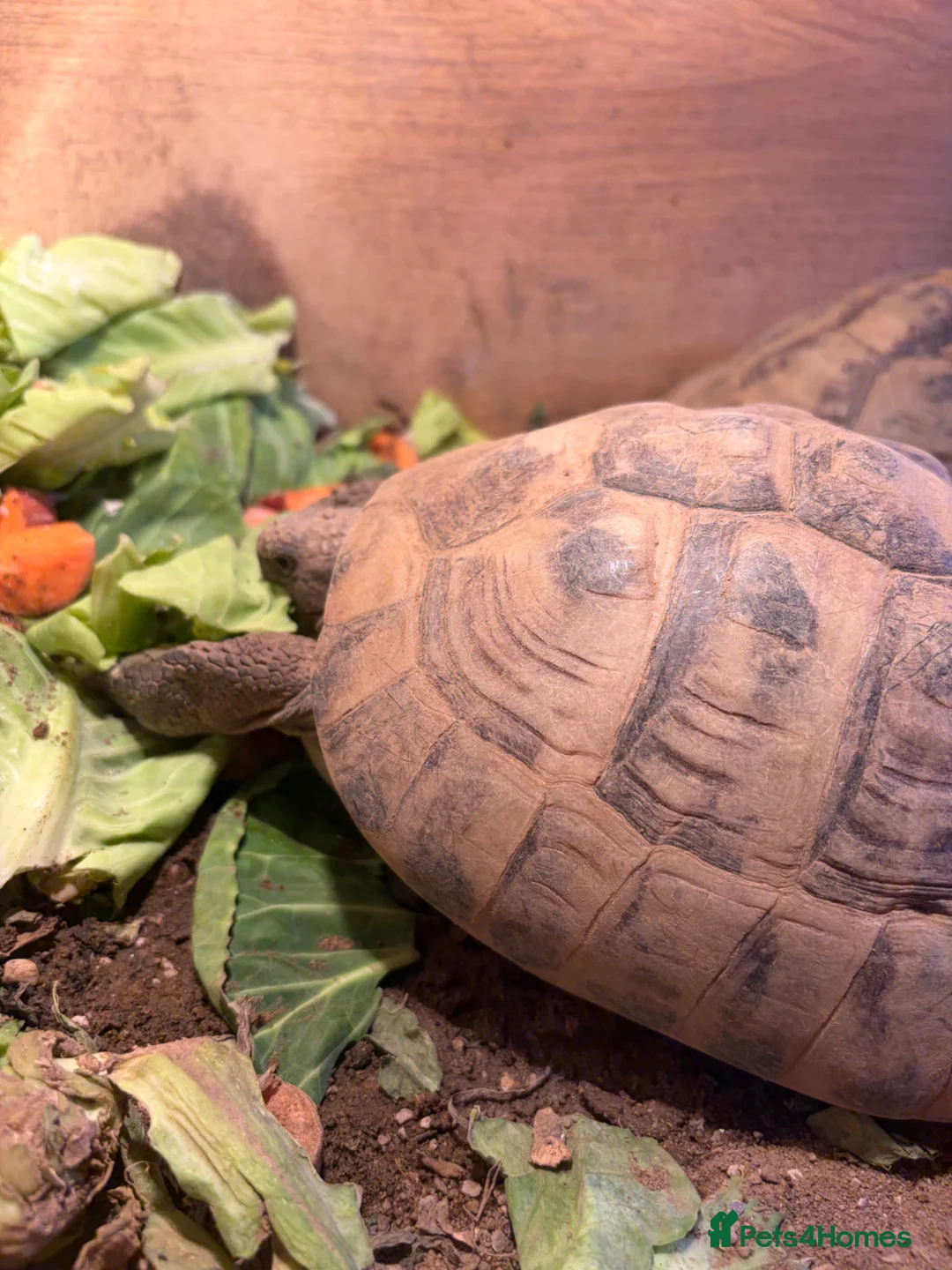 Tortoise reptiles for sale: 2 horsfield tortoise for sale  in Stalybridge - Advert 2