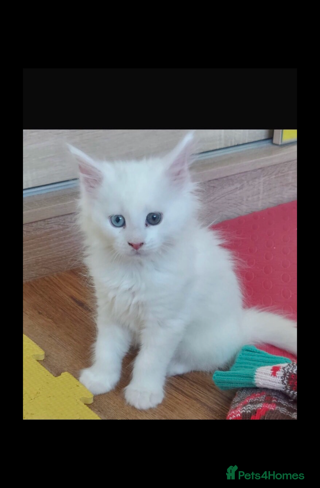 Maine Coon cats for sale: White Maine Coon GCCF - Image 29