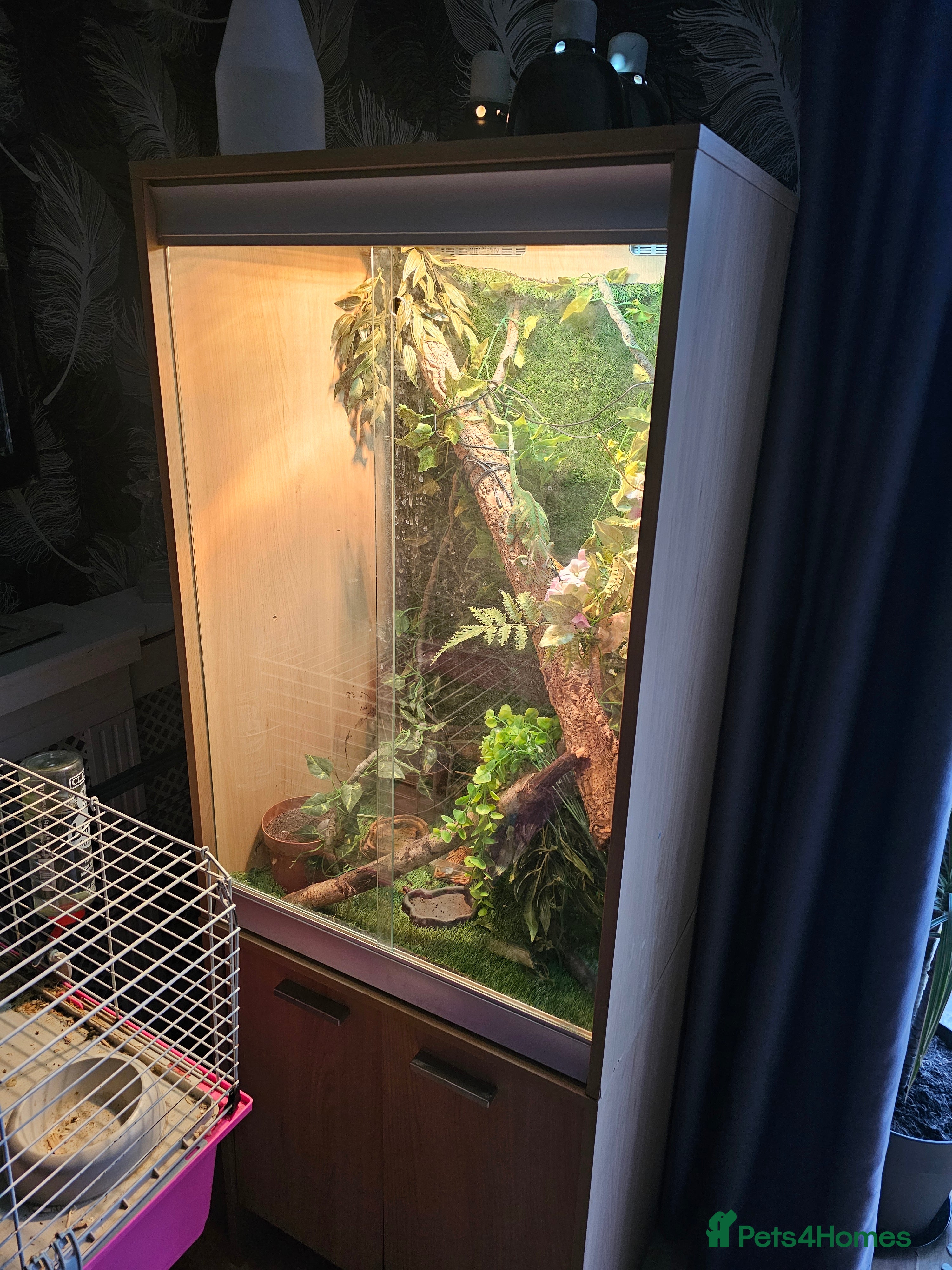 Chameleon reptiles Male yeman chameleon 7 months old + full set+extra - Advert 2