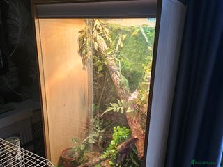 Chameleon reptiles Male yeman chameleon 7 months old + full set+extra - Advert 7