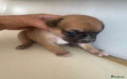 Mixed Breed dogs for sale: French billhuahua - Image 17
