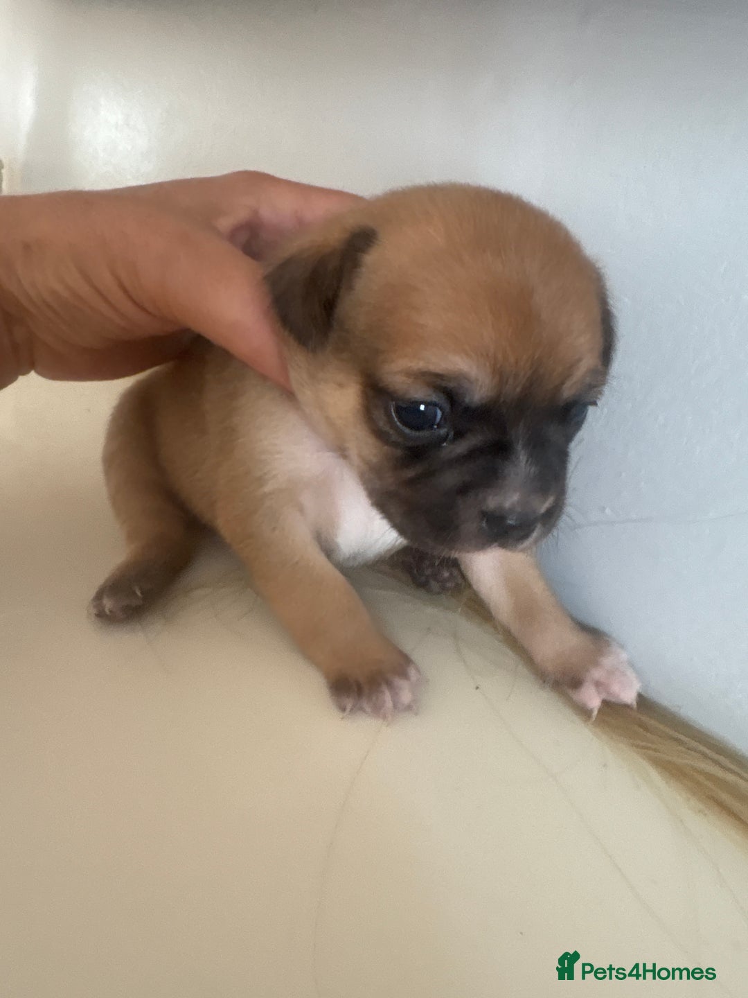 Mixed Breed dogs for sale: French billhuahua - Image 17