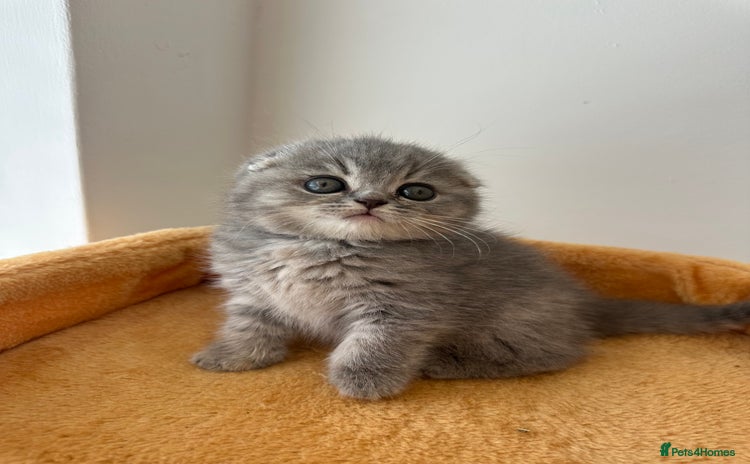 Scottish Fold cats - Advert 2