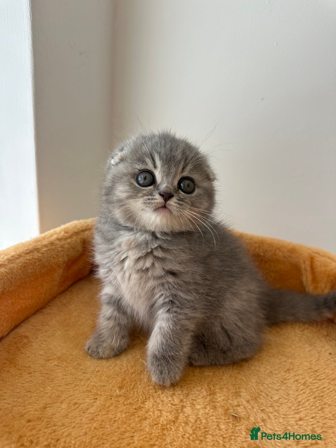 Scottish Fold cats for sale: 🦉 TOP QUALITY TICA REG SCOTTISH FOLD🦉 - Image 1