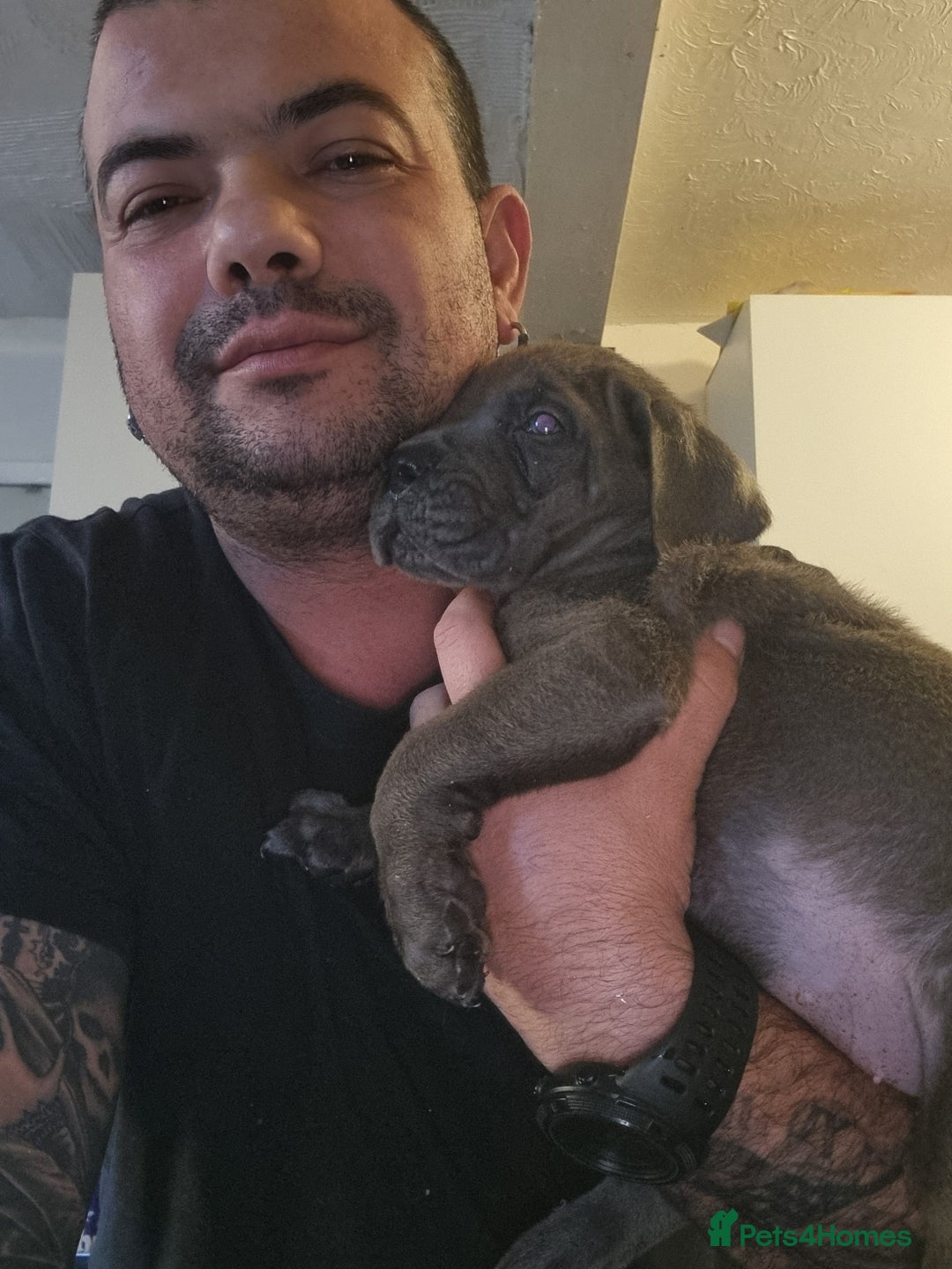 Cane Corso dogs for sale: Cane corso puppies for sale - Advert 5