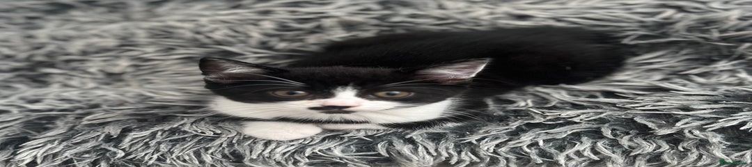 Domestic Shorthair Kitten 3