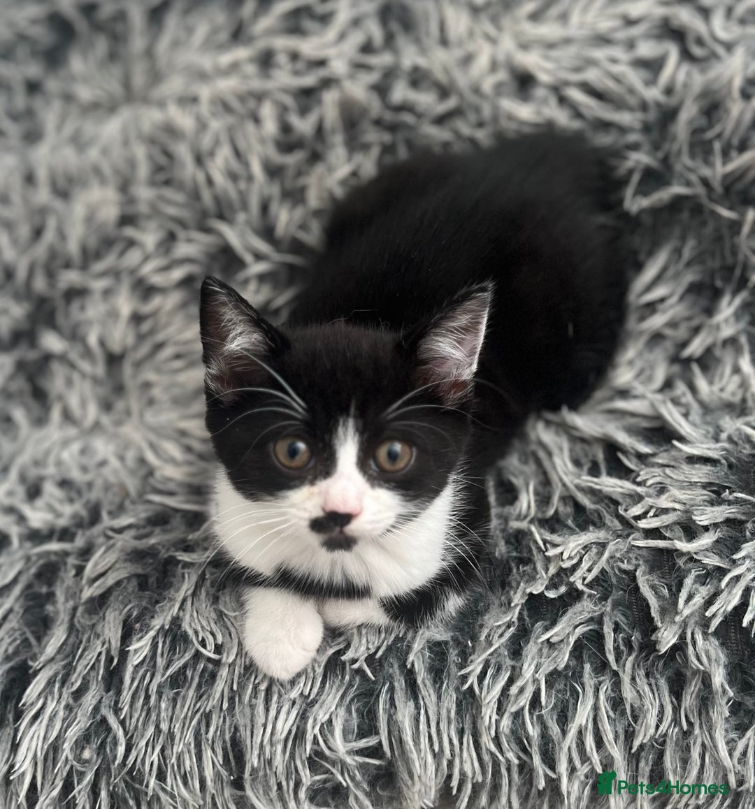 Domestic Shorthair cats for sale: Cute kittens looking for loving homes - Image 4