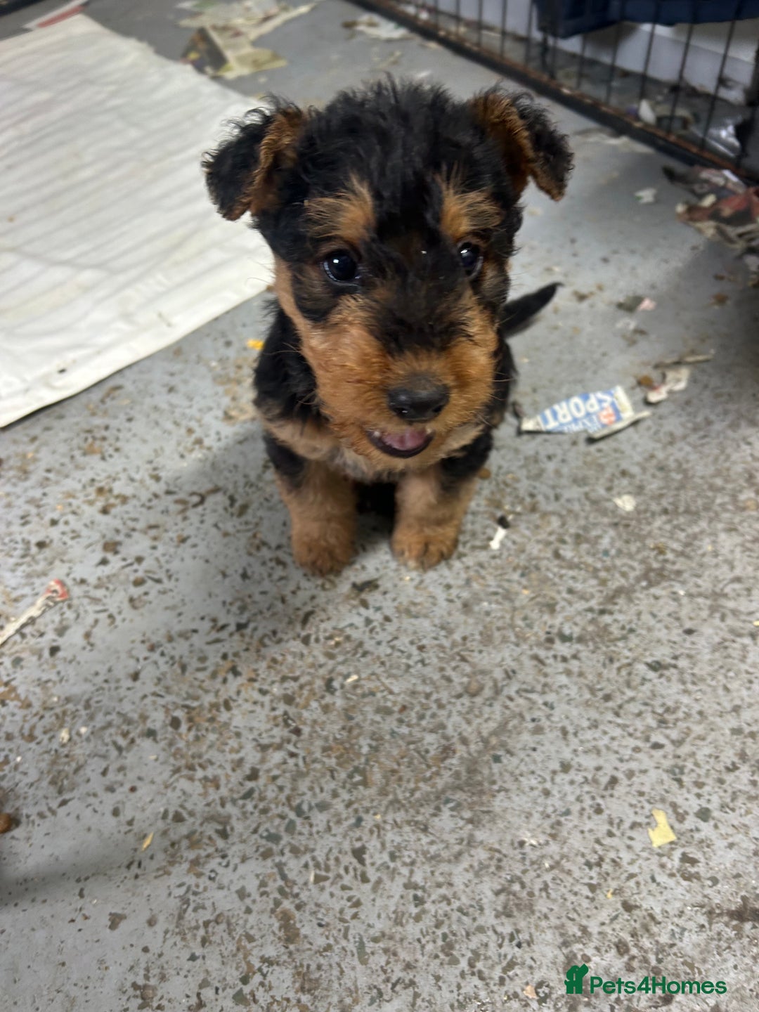 Airedale Terrier dogs for sale: Quality KC registered female puppy available  - Advert 5
