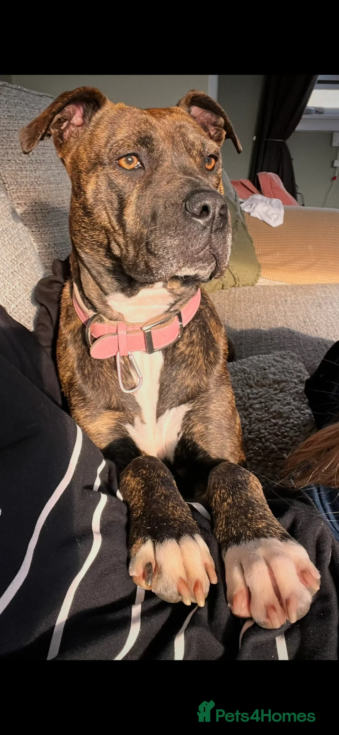 Mixed Breed dogs for sale: Bulldog Labrador mix puppies  - Advert 1