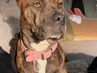 Mixed Breed dogs Bulldog Labrador mix puppies - Advert 1