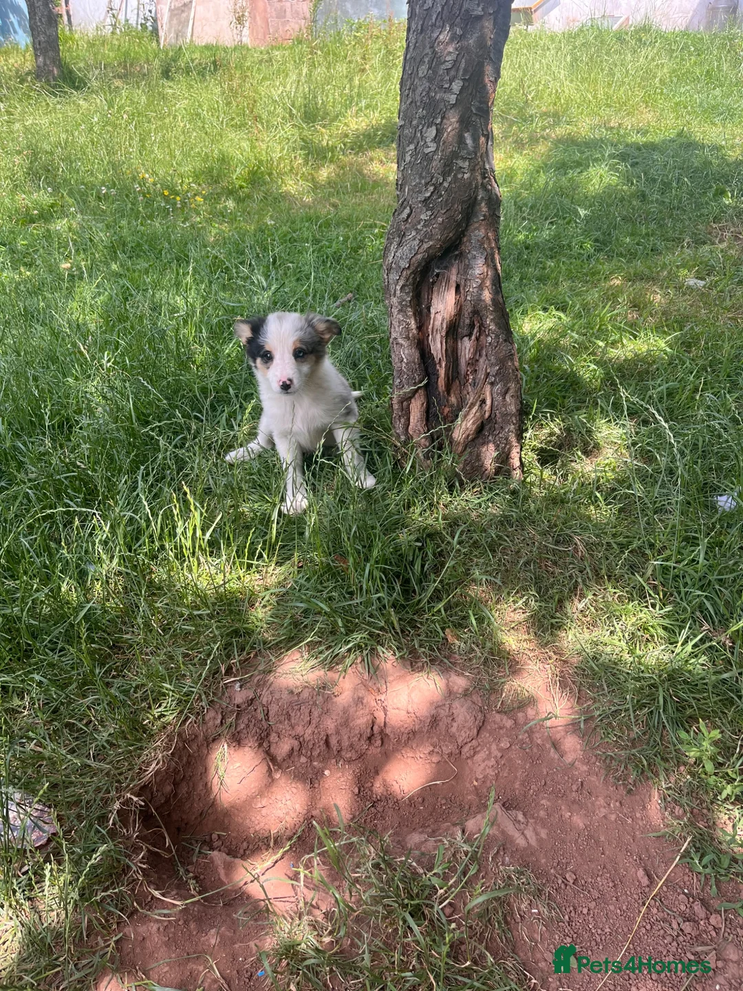 Mixed Breed dogs for sale: 4 beautiful collie pups  - Advert 26