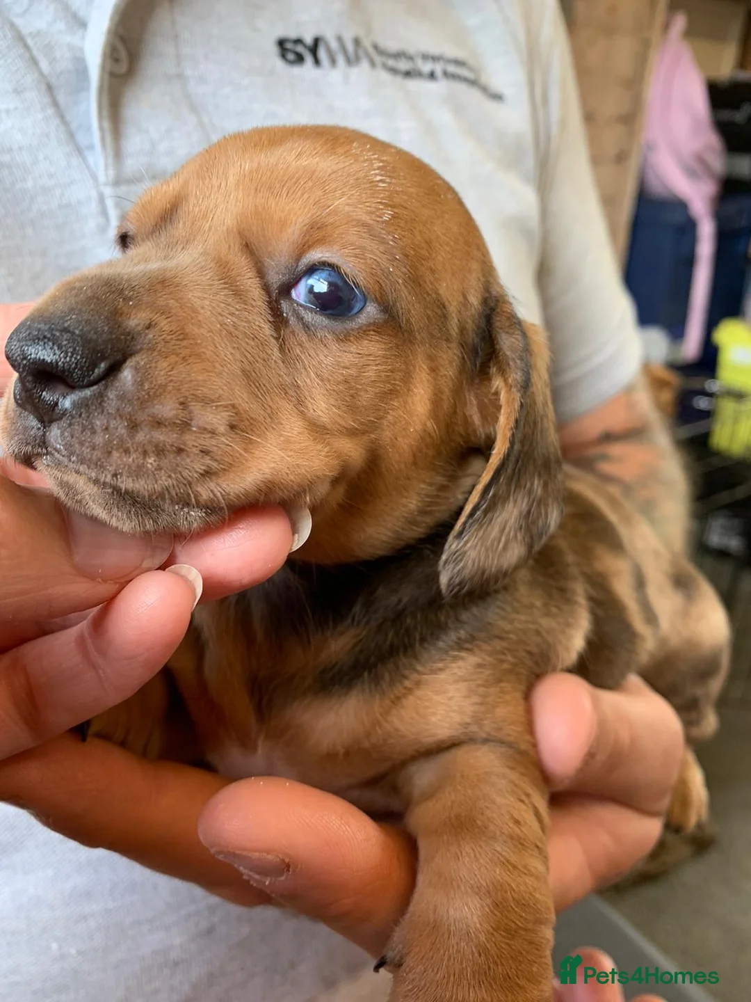 Miniature Dachshund dogs for stud: KC Reg Red Dapple Miniature Daschund Stud in Sheffield - Advert 17