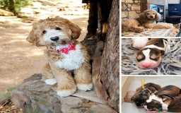Australian Labradoodle dogs for sale: Home raised Australian Labradoodles due October - Image 7
