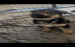 German Shepherd dogs for sale: German Shepherd pups - Advert 8